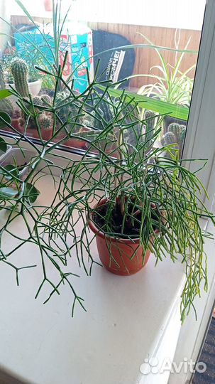 Хатиора, фикус, декабрист, эухарис, пеперомия и др