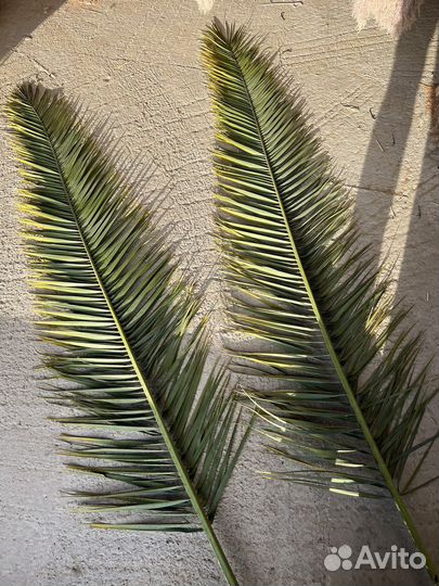 Ветви пальмы финиковой и веерной