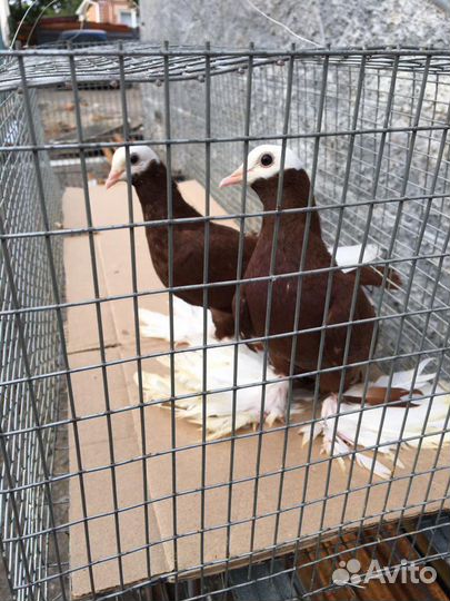 Армавирские белоголовые космачи