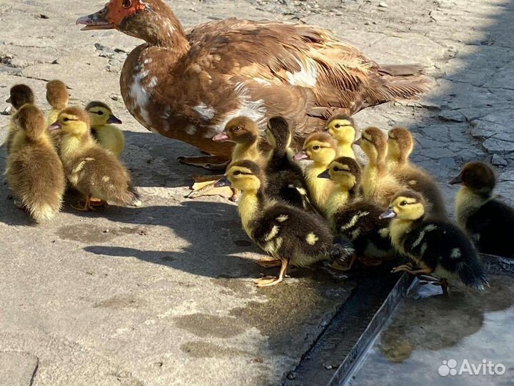 Индоутка мускусная утка