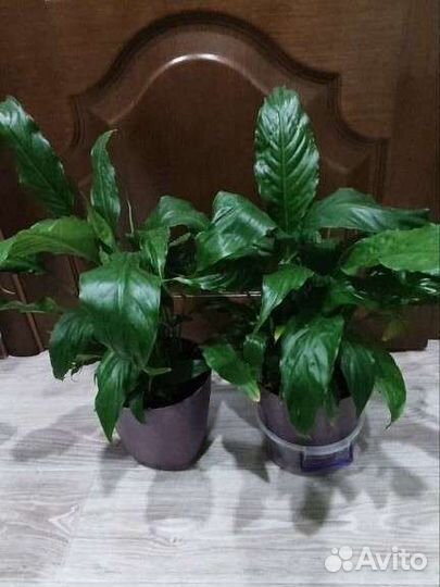 Спатифиллум