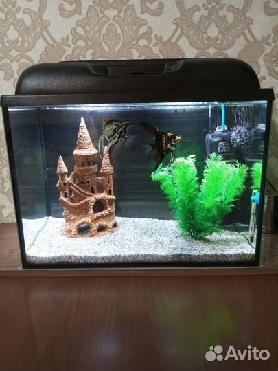 Аквариум 50 литров