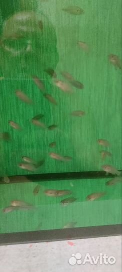 Мальки Хромис красавец