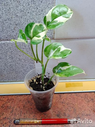 Сциндапсус Н-Джой