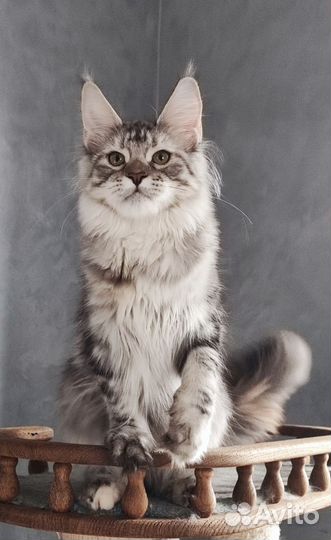 Серебряная королева