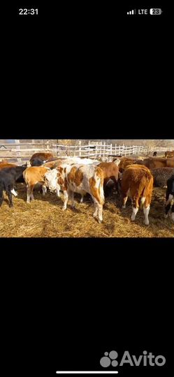 Бычки герфорд симментал бык