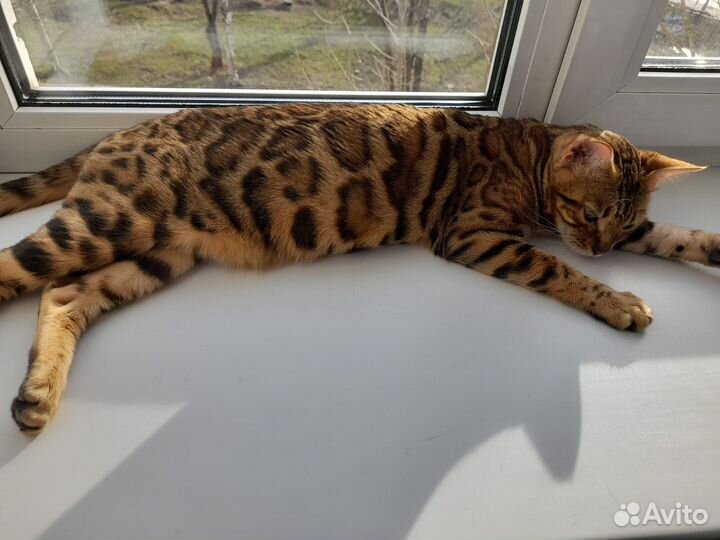 Бенгальские котята