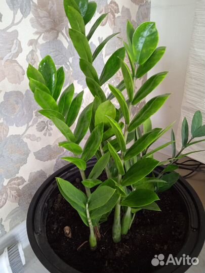 Замиокулькас