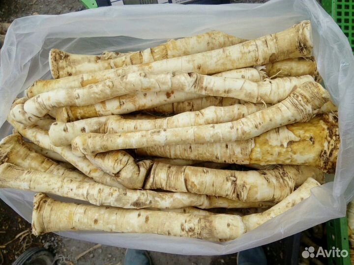 Корень хрена