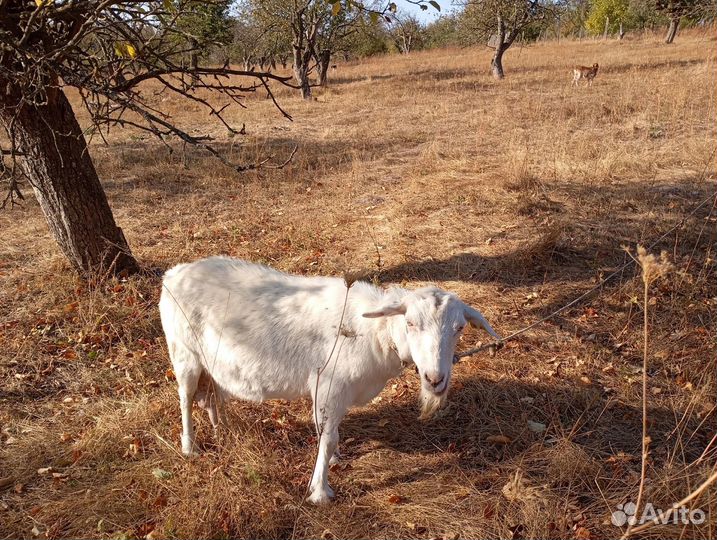 Коза на мясо