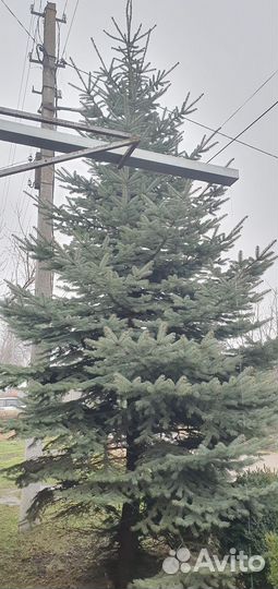 Ель голубая