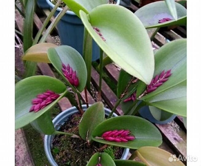 Pleurothallis орхидеи