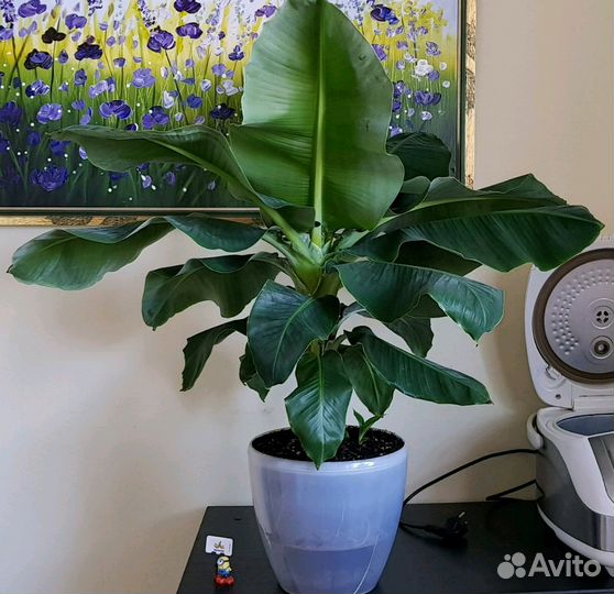 Банан комнатный