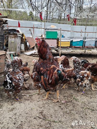 Цыплята Орловская ситцевая