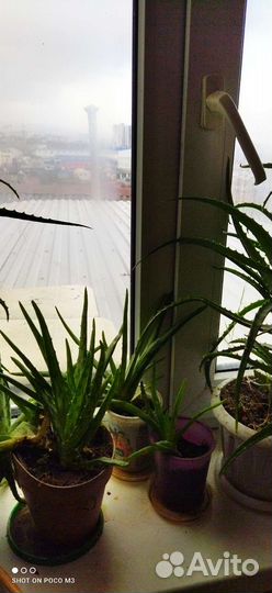 Алоэ древовидное