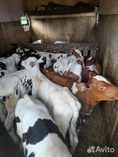 Бычки и телята