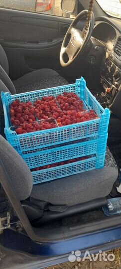 Рассада ремонтантной малины