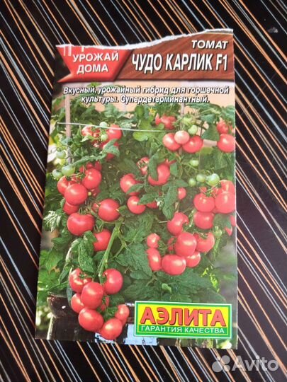 Рассада помидор