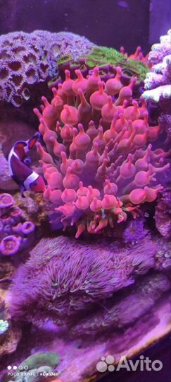 Кораллы для морского аквариума