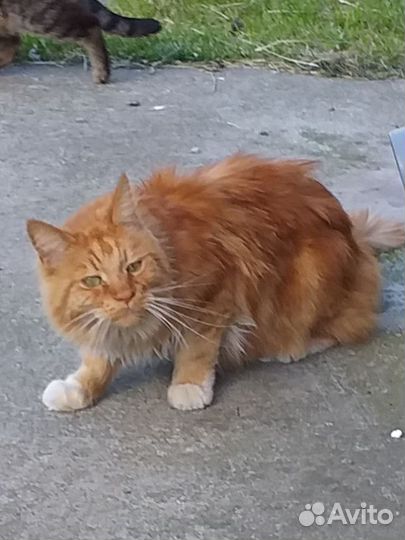 Рыжий котик