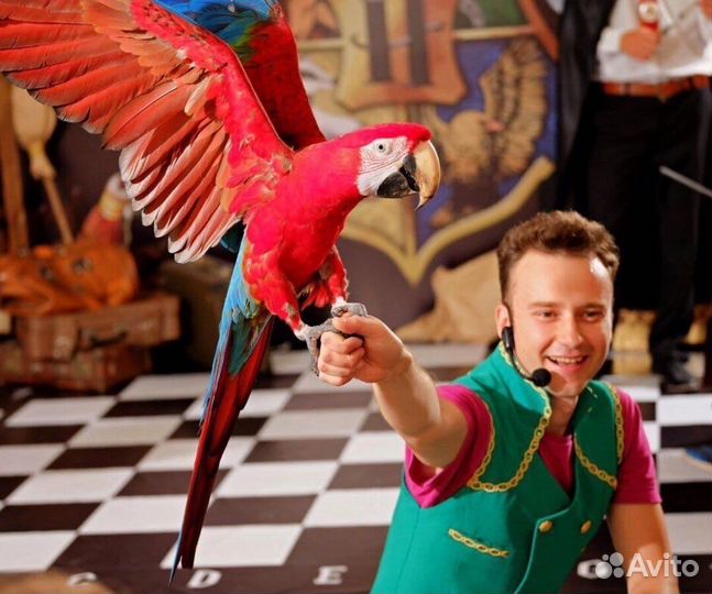 Аниматоры, Научное шоу, шоу программы,фокусник