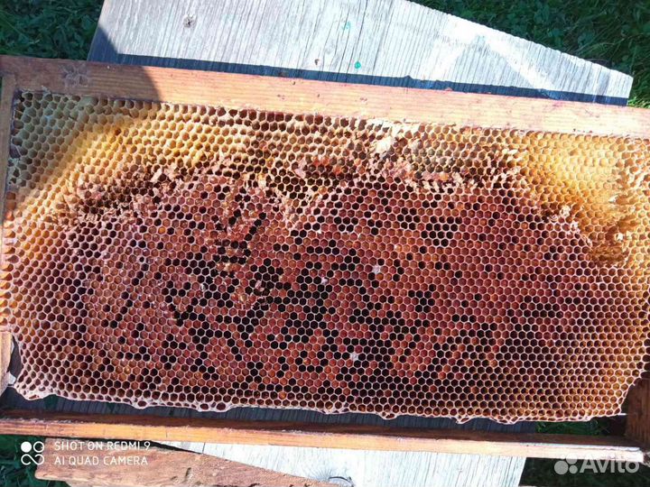 Рамки с сушью