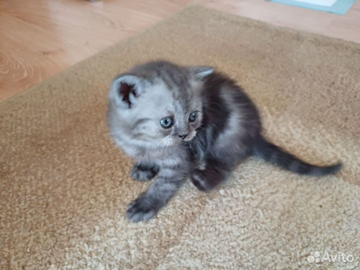 Шотландский котёнок прямоухий (скоттиш-страйт)