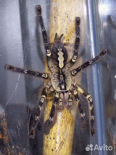 Паучки-птицееды