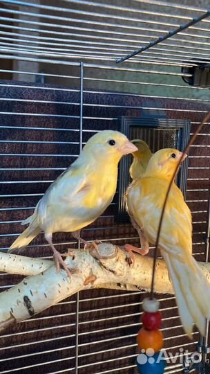 Кенара и канарки