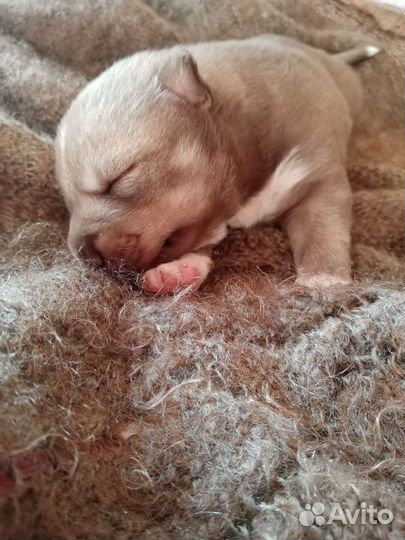 Щенок девочка метис