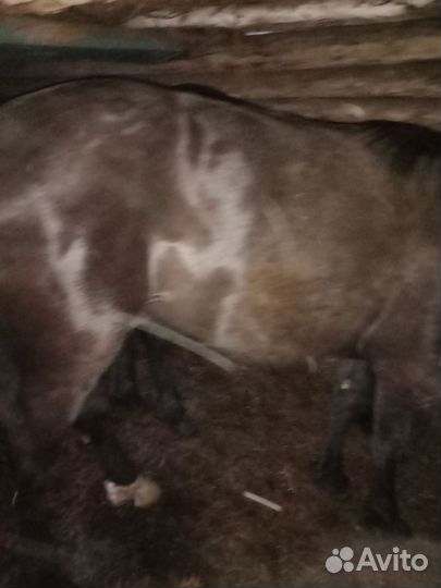 Жеребчики годовалые, на откорме один месяц