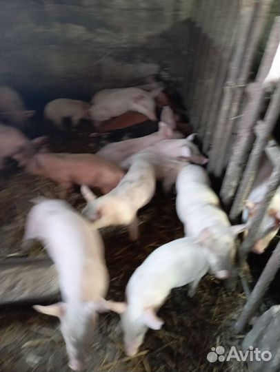 Поросята месячные ландрас-дюрок