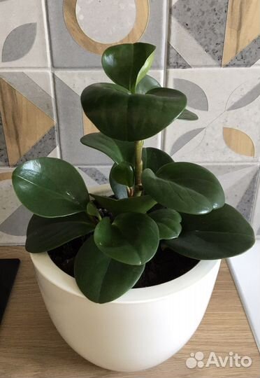 Пеперомия туполистная