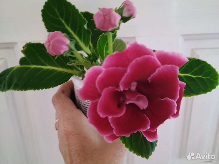 Многолетники, почвопокровные и комнатные растения