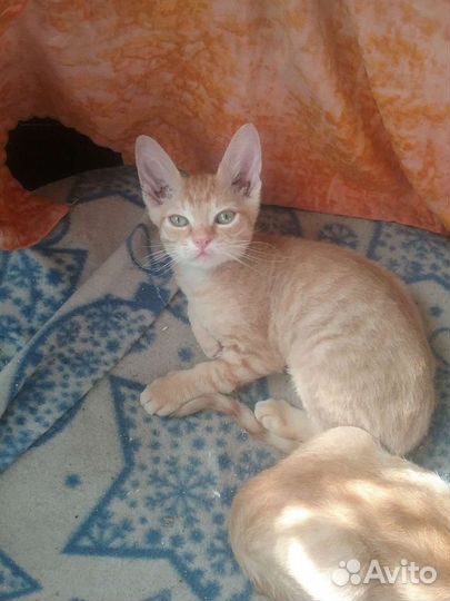 Котята британские короткошерстные