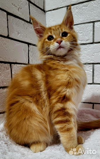 Котята мейн-кун