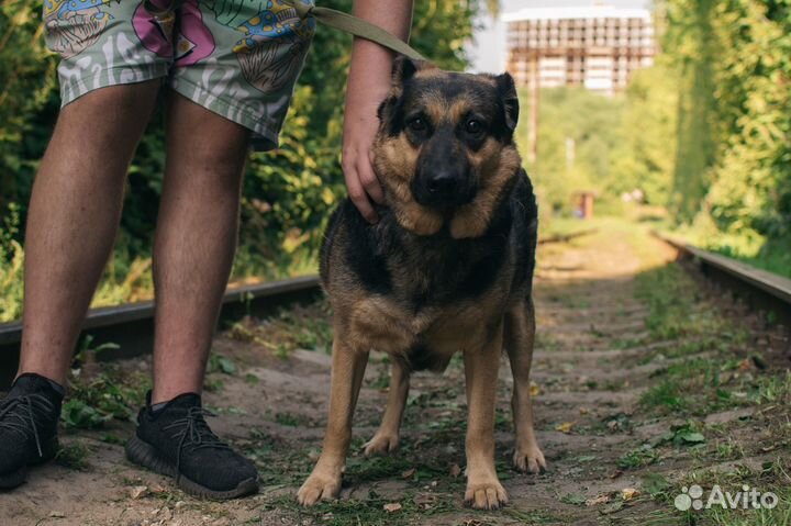 Собака-компаньон Клякса в добрые руки