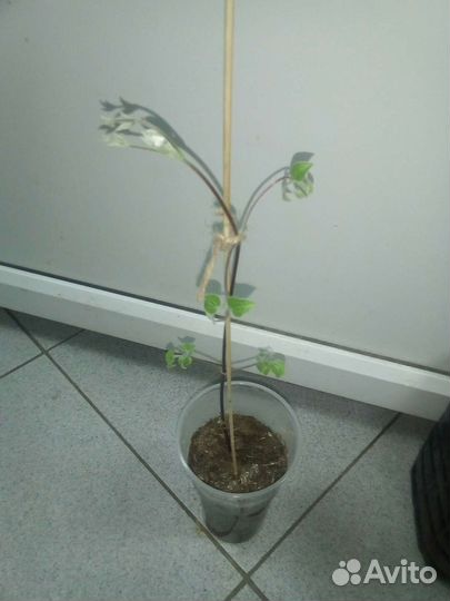 Клематис Полиш Спирит