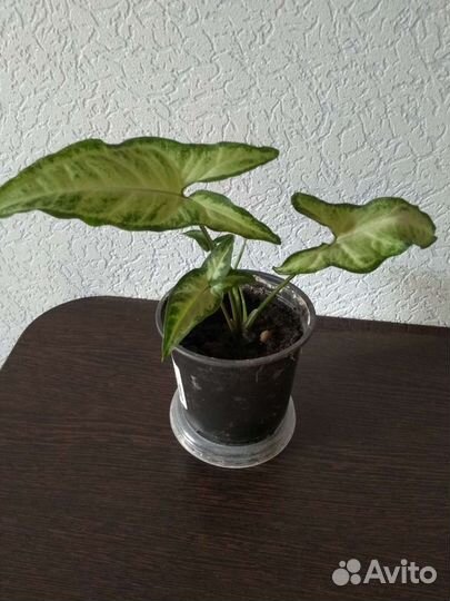 Сингония.комнатный цветок