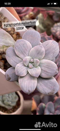 Корейские суккуленты, домашние излишки