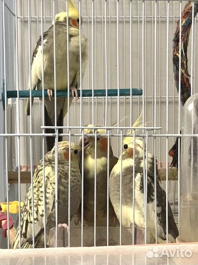 Попугай корелла птенец