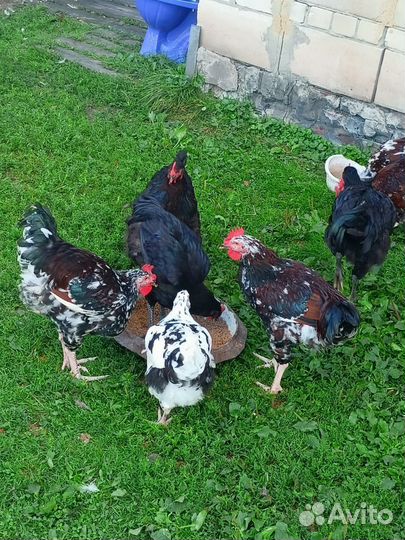 Петухи, Ливенские ситцевые