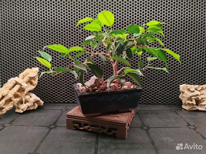 Фикус бенджамина