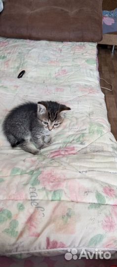 Сибирская кошка