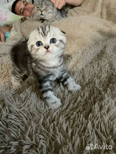Шотландские вислоухие котята и прямоухие