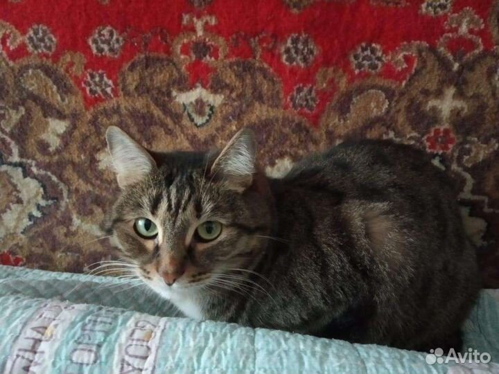 Кошка в дар
