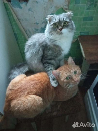 Отдам кошечку