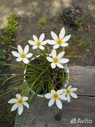 Зефирантес белый