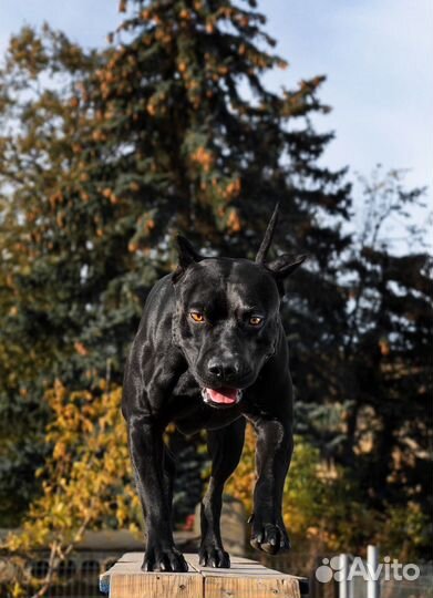 Американский питбультерьер черный для вязки