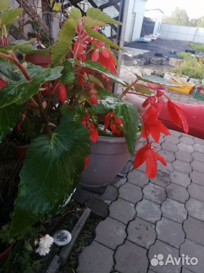 Бегония ампельная